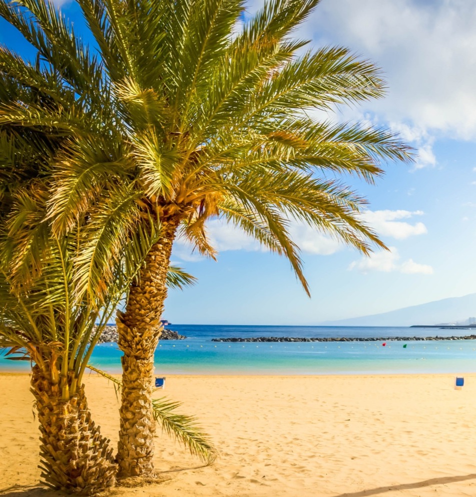 Tenerife tree and sea